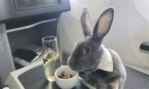 Bunny in a bow tie lives the high life flying business class with owner and being served nuts by stewardesses